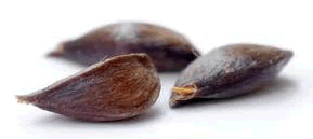 Pyrus Malus